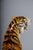Large Italian Hollywood Regency Ceramic Tiger, 1970s For Sale - Image 17 of 18