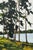 Tall Riverside Pine Trees in the English Countryside with dappled light & water 2009 For Sale