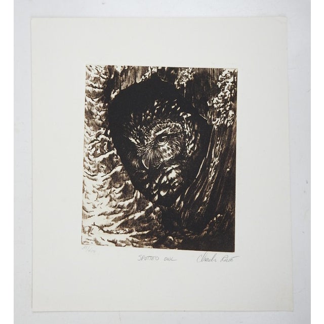 English Vintage Spotted Owl Etching For Sale - Image 3 of 3
