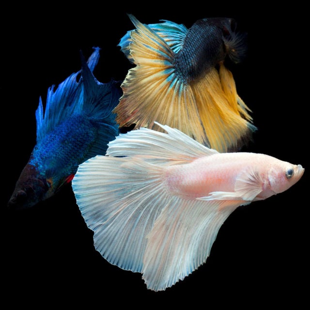 Beta 41 Photograph For Sale