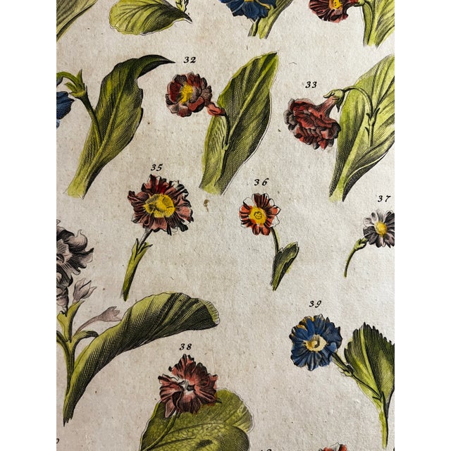 18th Century Floral Hand-Colored Engraving Print For Sale - Image 4 of 4