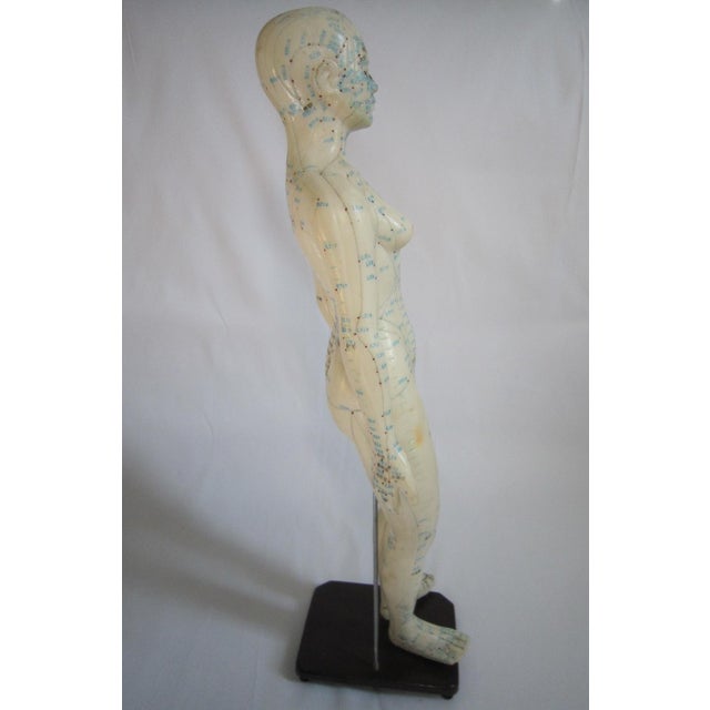 1970s Vintage Female Vinyl Acupuncture Model, 1970's For Sale - Image 5 of 6