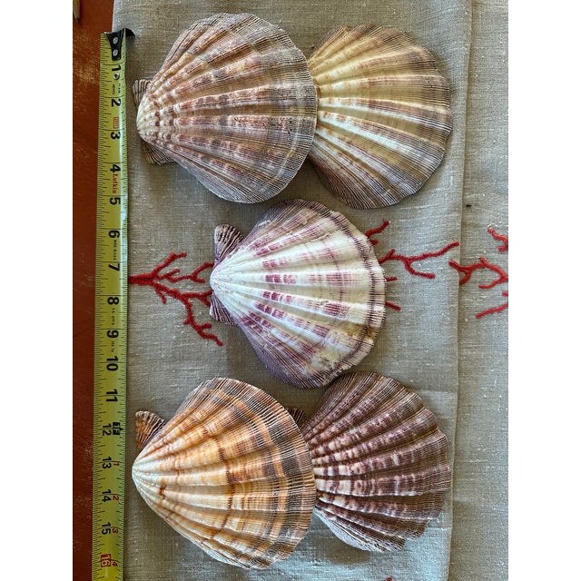 Nature 60-Piece Fine Seashell & Coral Collection For Sale - Image 4 of 18