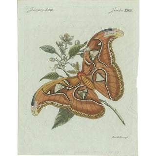 Bertuch, An Atlas Moth, 1800, Engraving For Sale