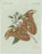 Bertuch, An Atlas Moth, 1800, Engraving For Sale