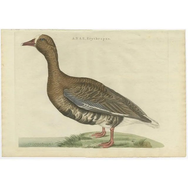 Sepp & Nozeman, Greater White-Fronted Goose, 1797, Sepp & Nozeman For Sale