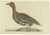 Sepp & Nozeman, Greater White-Fronted Goose, 1797, Sepp & Nozeman For Sale