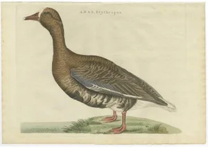 Sepp & Nozeman, Greater White-Fronted Goose, 1797, Sepp & Nozeman