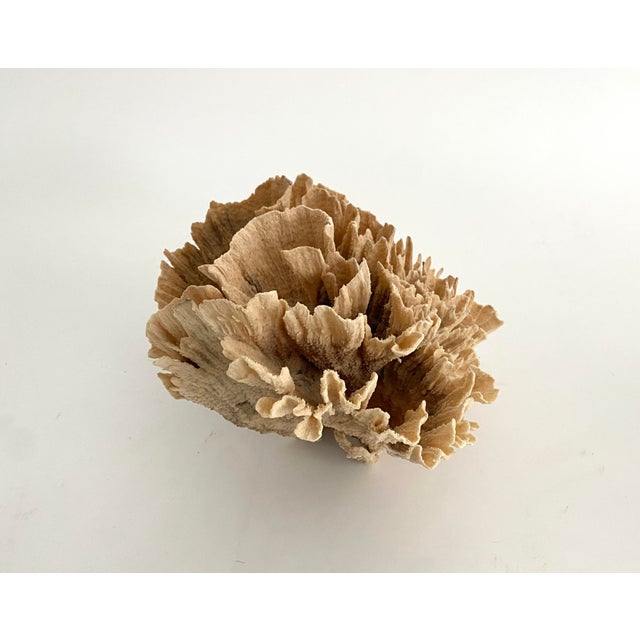 Shell Natural Unbleached Poca Coral Specimen For Sale - Image 7 of 8