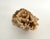 Shell Natural Unbleached Poca Coral Specimen For Sale - Image 7 of 8
