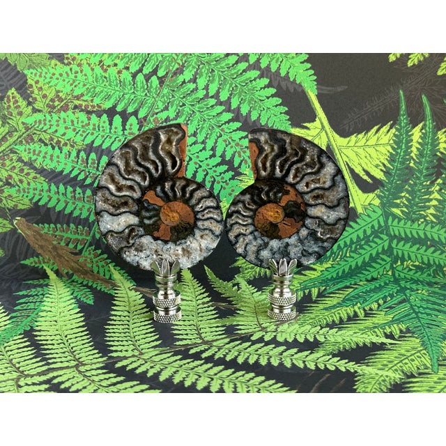 Split Ammonite Fossil Lamp Finials on Chrome Hardware - a Pair For Sale - Image 4 of 6