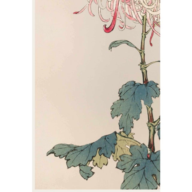 Asian Mum by Hasegawa, Vintage Japanese Botanical Art Print, 16" X 24" For Sale - Image 4 of 9