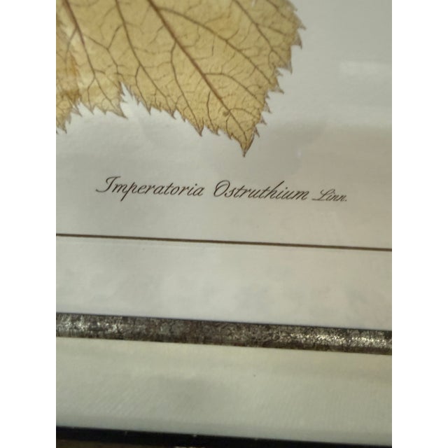 Early 21st Century Lussier Lajoie Framing Botanical Prints, Set of Five For Sale - Image 5 of 12