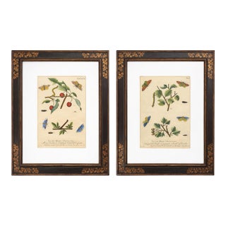 English Trowbridge Victorian Style Gilt Ebonized Framed Botanicals - S/2 For Sale