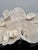 Large Specimen White Cup Coral For Sale - Image 4 of 11