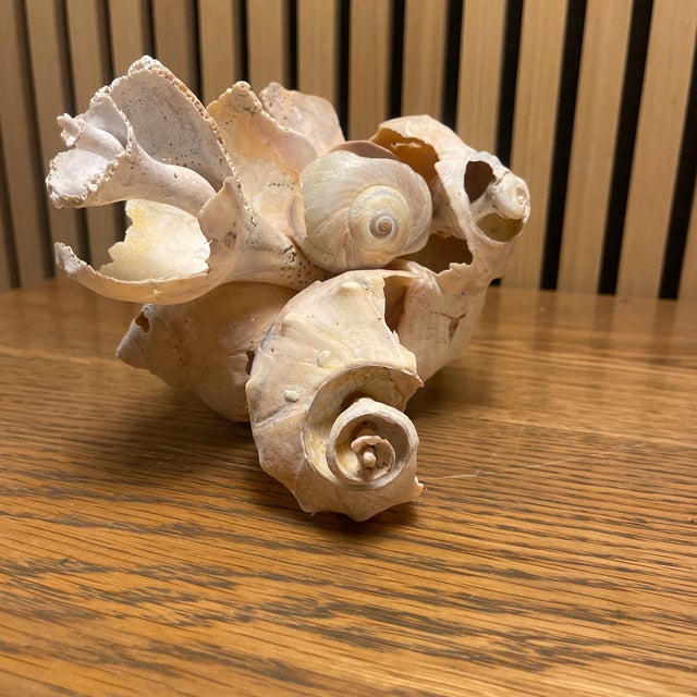 An original, signed shell sculpture by Cheryl Fudge, composed entirely of natural seashells and assembled by hand into a...