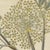 Bertuch, Galbanum and Hungarian Gentian, 1805, Print For Sale - Image 4 of 12