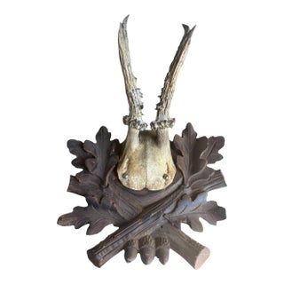 Roe Deer Trophy 228 Black Forest Antlers For Sale