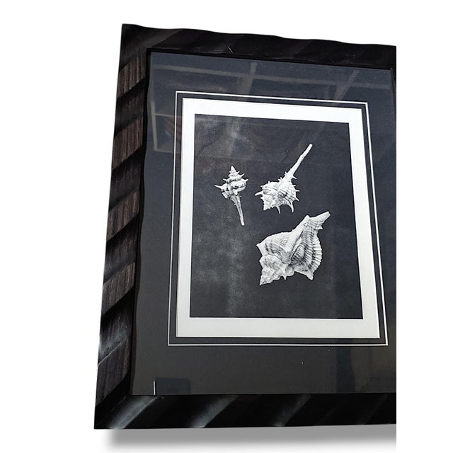 Pair of Framed Sea Shell Photograph Prints in Black Matte and Carved Wooden Frame For Sale In West Palm - Image 6 of 8