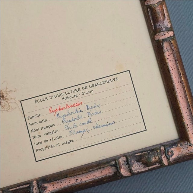 Swiss Herbarium Panels from École Dagriculture de Grangeneuve, 1920s, Set of 4 For Sale - Image 18 of 18