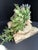2020s Celestial Meets the Sea Succulent Arrangement For Sale - Image 5 of 6