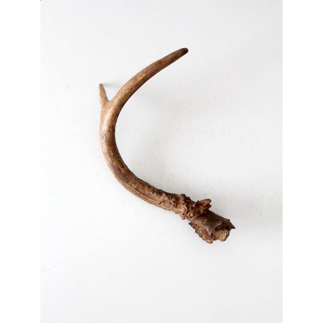 Cabin Vintage Natural Deer Antler For Sale - Image 3 of 13