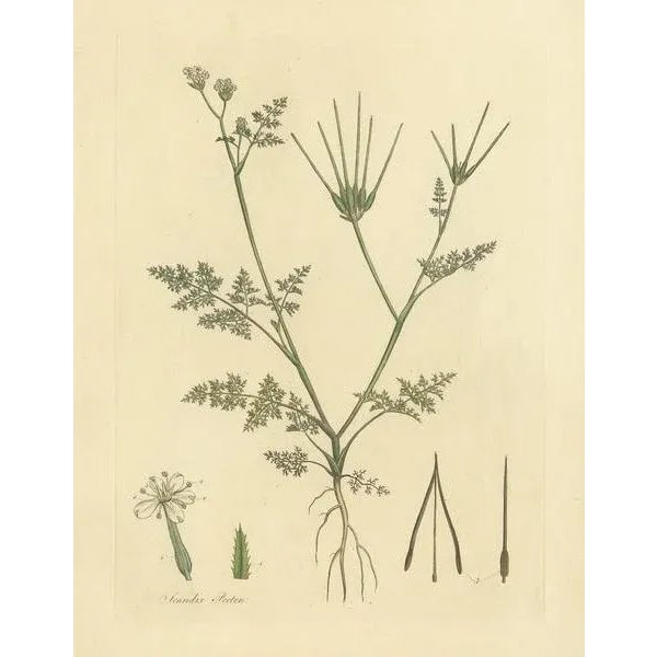 Curtis, Botany Illustration of Scandix Pecten-Veneris, 1817, Print For Sale - Image 3 of 5