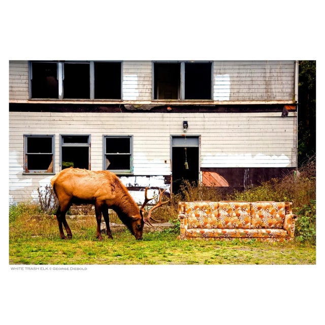 White Trash Elk - Photograph by George Diebold - Dye Sublimation Print For Sale - Image 4 of 4