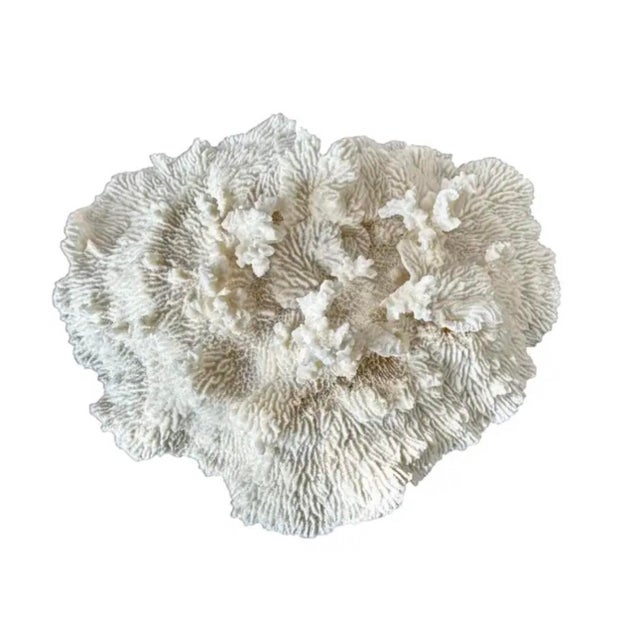 A rare natural white sea coral specimen. The vintage coral is prized for intricate organic form and sculptural presence....