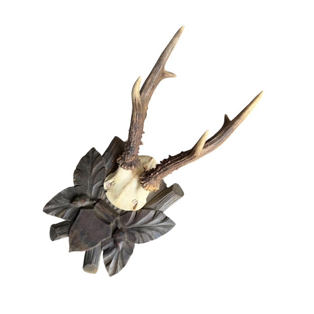 Roe dder trophy on unique wood plaque.