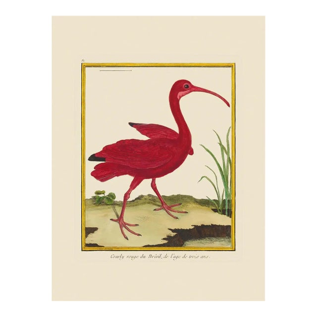 Red Curlew 2 by Martinet Blue and Pink Giclee Reproductions For Sale