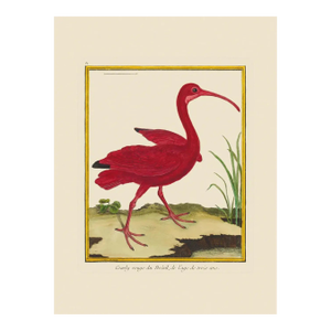 Red Curlew 2 by Martinet Blue and Pink Giclee Reproductions