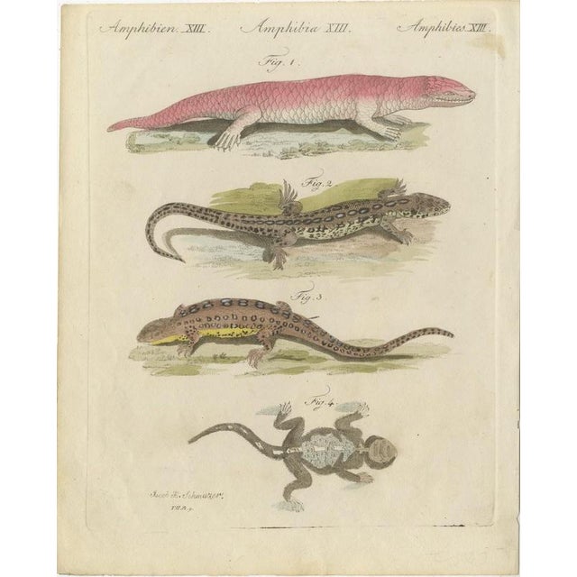 Bertuch, Skink and Grey Lizards, 1805, Print For Sale - Image 3 of 12