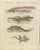 Bertuch, Skink and Grey Lizards, 1805, Print For Sale - Image 3 of 12
