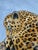 Lynn Chase Designs Jungle Party Collection Jaguar Money Bank, Circa 1988 For Sale - Image 9 of 12