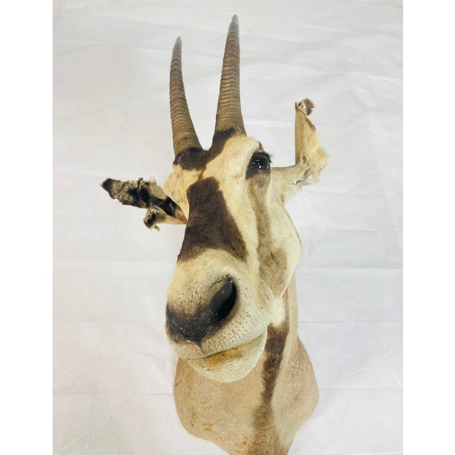 Brown Vintage Mounted Antelope Taxidermy Wall Mount With Long Horns, Estate Find For Sale - Image 8 of 18