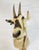 Brown Vintage Mounted Antelope Taxidermy Wall Mount With Long Horns, Estate Find For Sale - Image 8 of 18