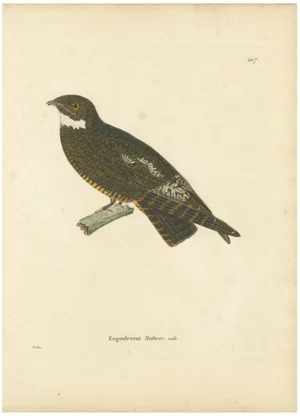 Prêtre, Natterers Nightjar Ornithological Illustration, 1808, Print