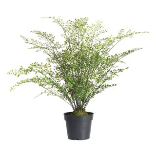 Maidenhair Drop-In 30" For Sale