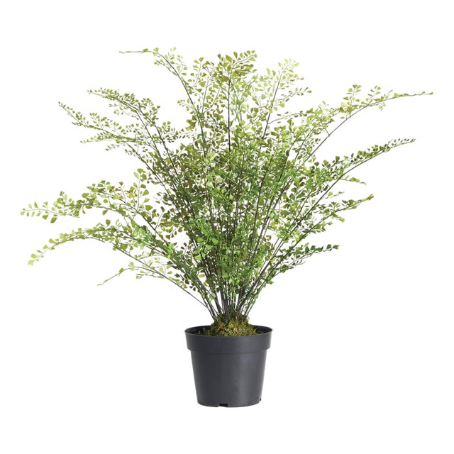 Maidenhair Drop-In 30" For Sale