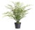 Maidenhair Drop-In 30" For Sale