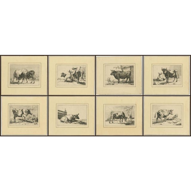 After Paulus Potter, Cattle, 1650, Set of 8 For Sale - Image 11 of 12