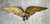 Mid 20th Century Vintage Gold Painted Metal Eagle Wall Sculpture For Sale - Image 5 of 17