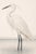 Graceful coastal artwork featuring a white egret standing in shallow water, rendered with soft, flowing feather detail and...