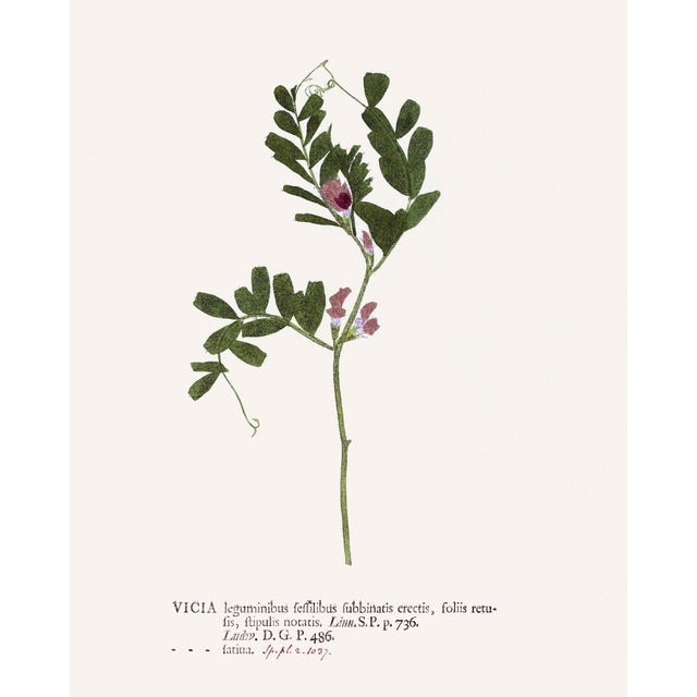 Antique Botanical Set in Oxblood - Set of 8 16" X 20" For Sale - Image 13 of 15