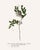 Antique Botanical Set in Oxblood - Set of 8 16" X 20" For Sale - Image 13 of 15