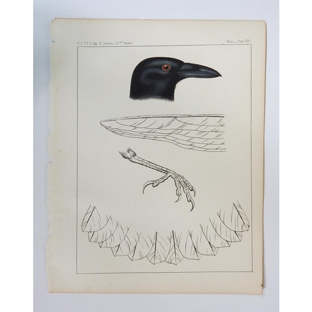 Rustic Mid 19th Century Us Pacifc Railroad Crow Lithograph Book Plate For Sale - Image 3 of 3