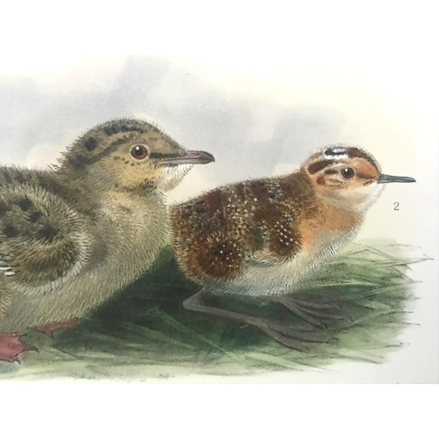 Antique Color Lithograph of Shore Bird Chicks Ornithological Print From Ibis C.1909 For Sale - Image 4 of 5