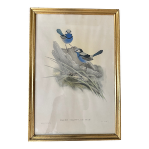Late 20th Century Framed John Gould Style Blue Wren Print (Malurus Callainus) – Ornithological Bird Art in Gilt Frame Reproduction