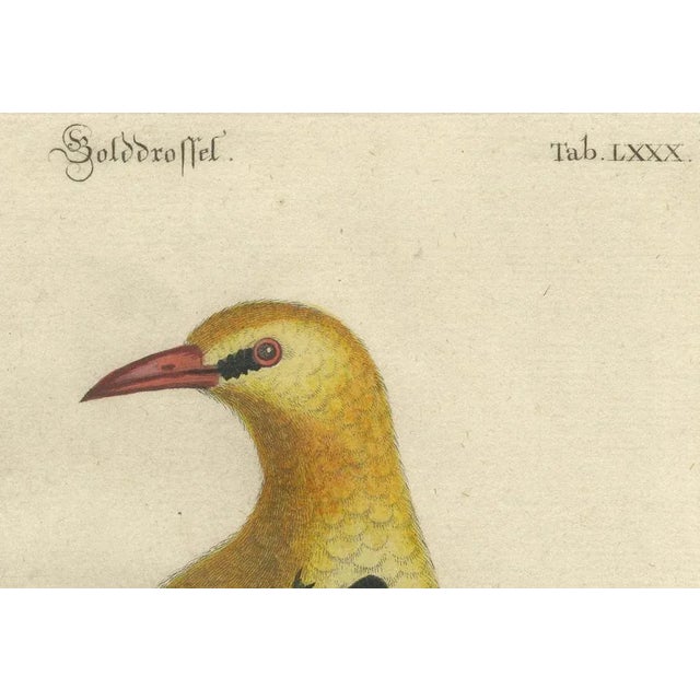 Mid 18th Century Seligmann, Regal Golden Thrush Perched, 1749, Print For Sale - Image 5 of 7